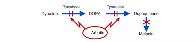 100% Atacado Natural Pura Arbutina Alfa Em Pó Arbutin